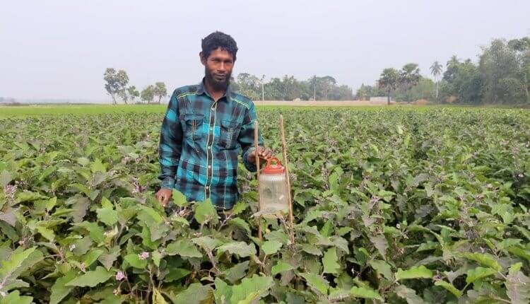 ফেরোমন ফাদ