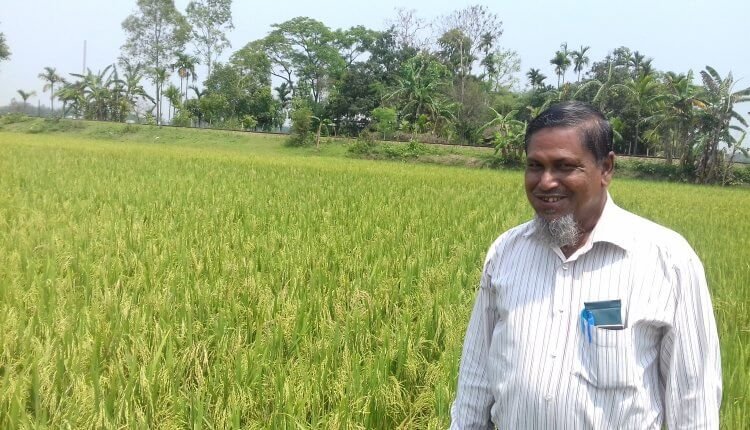 ধান ক্ষেত