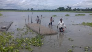 ভাসমান বীজতলা