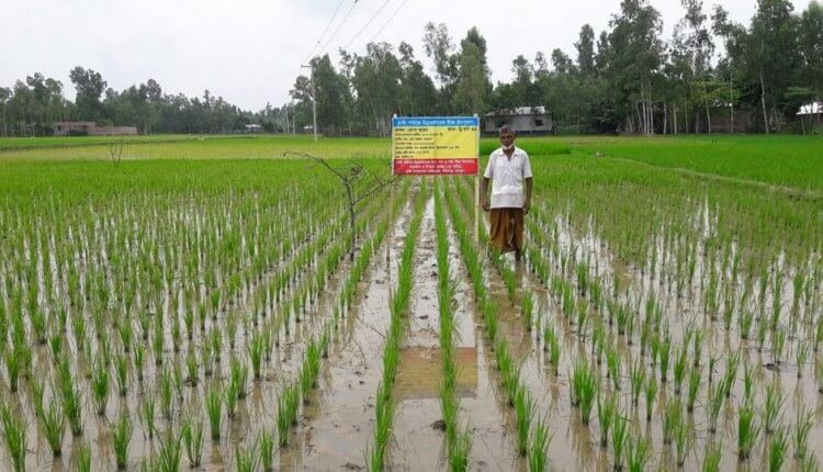 এলএলপি