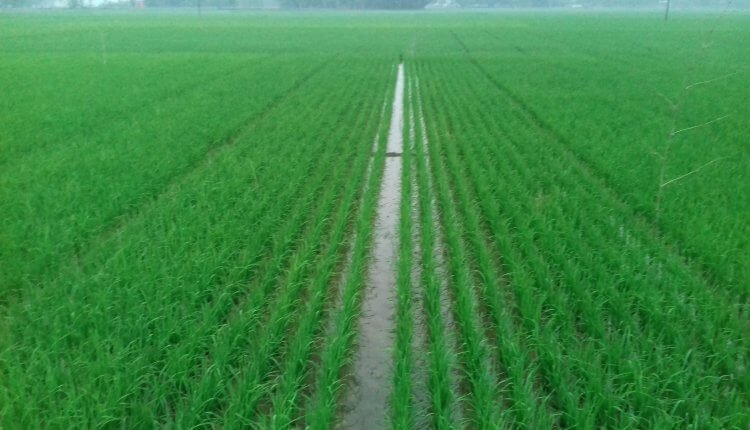 হাওর বোরো ধান