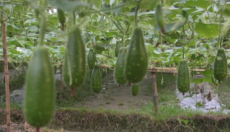 সবজির যতন