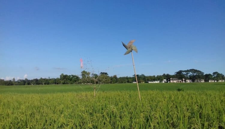 চড়কি
