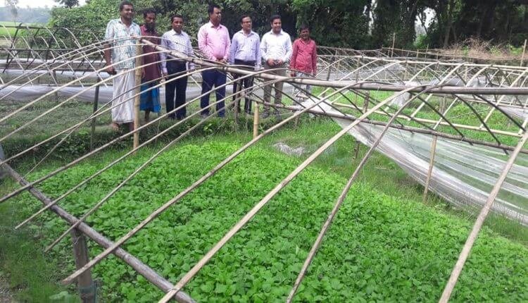 সবজির চারা গ্রাম