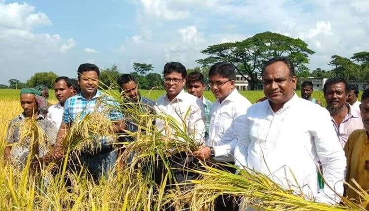 ধান কর্তন