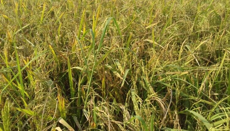বিএলবি