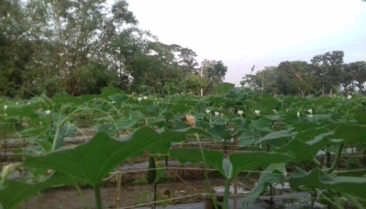 লাউফুল